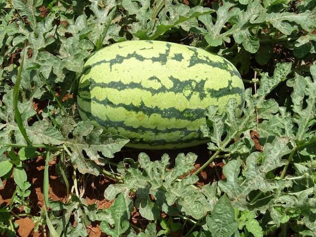 Ugandan water melon farmer moved to Kenyan for market, but had to conquer poor soils and low yields