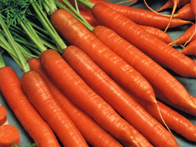 Why Nantes carrot variety is the farmers’ choice