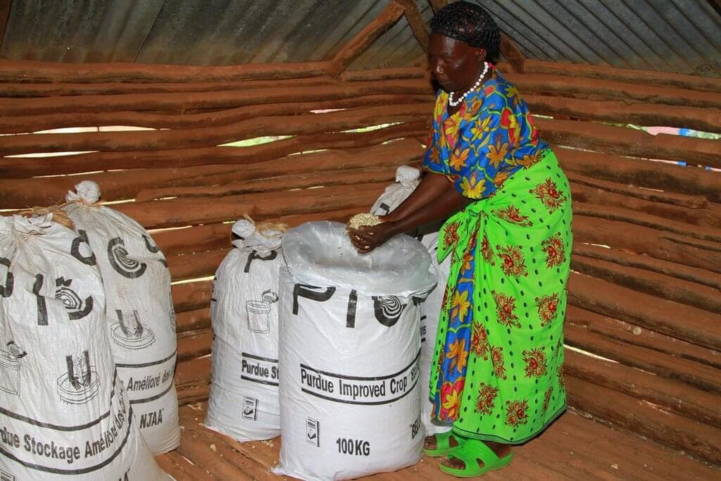 Hermetic bag keeps off grain pests for over two years, averts losses