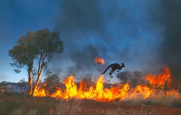 How to Avoid Forest Fires