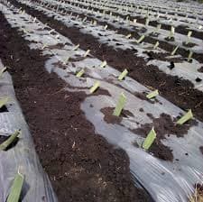 Mulching beats new herbicide restrictions on export products