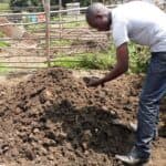Pigs turn waste into manure