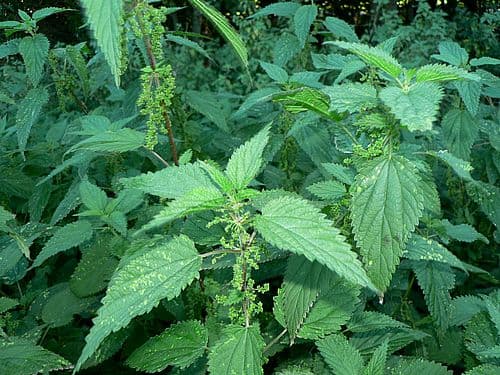 Dried nettles draw fanatical uptake among health conscious middle class