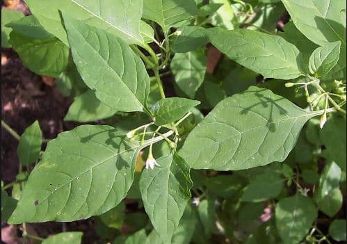 Managu acts as organic red mite control in other vegetables