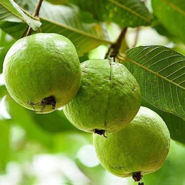 Health Benefits Of Guava Fruit And Leaves