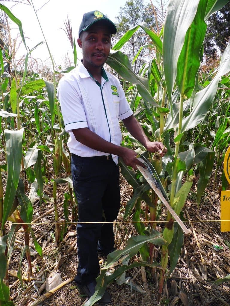 Mulching saves farmers Sh15,100 in maize production costs