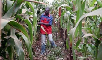 Farmers stuck with old crops despite climate threat