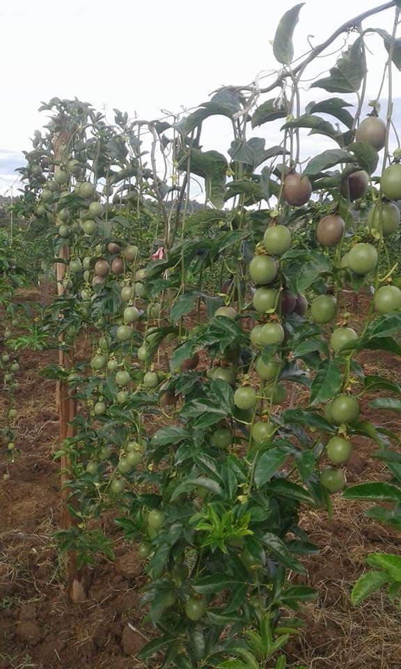 Orphaned passion fruit farmers in Machakos find strength by coming together