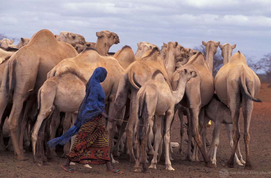 Dryland farmers increase milk, lower cost through camel & goat dairy farming