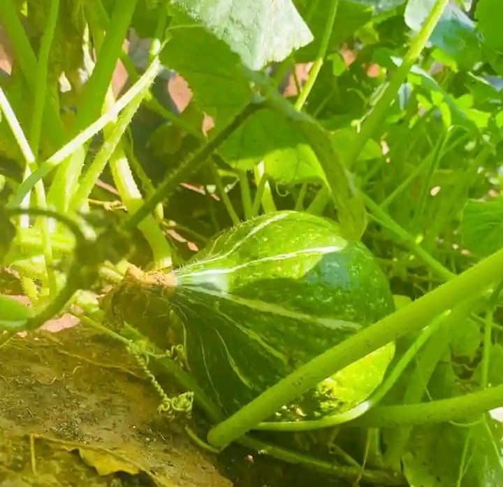 Migori farmer gets 4x income with courgettes