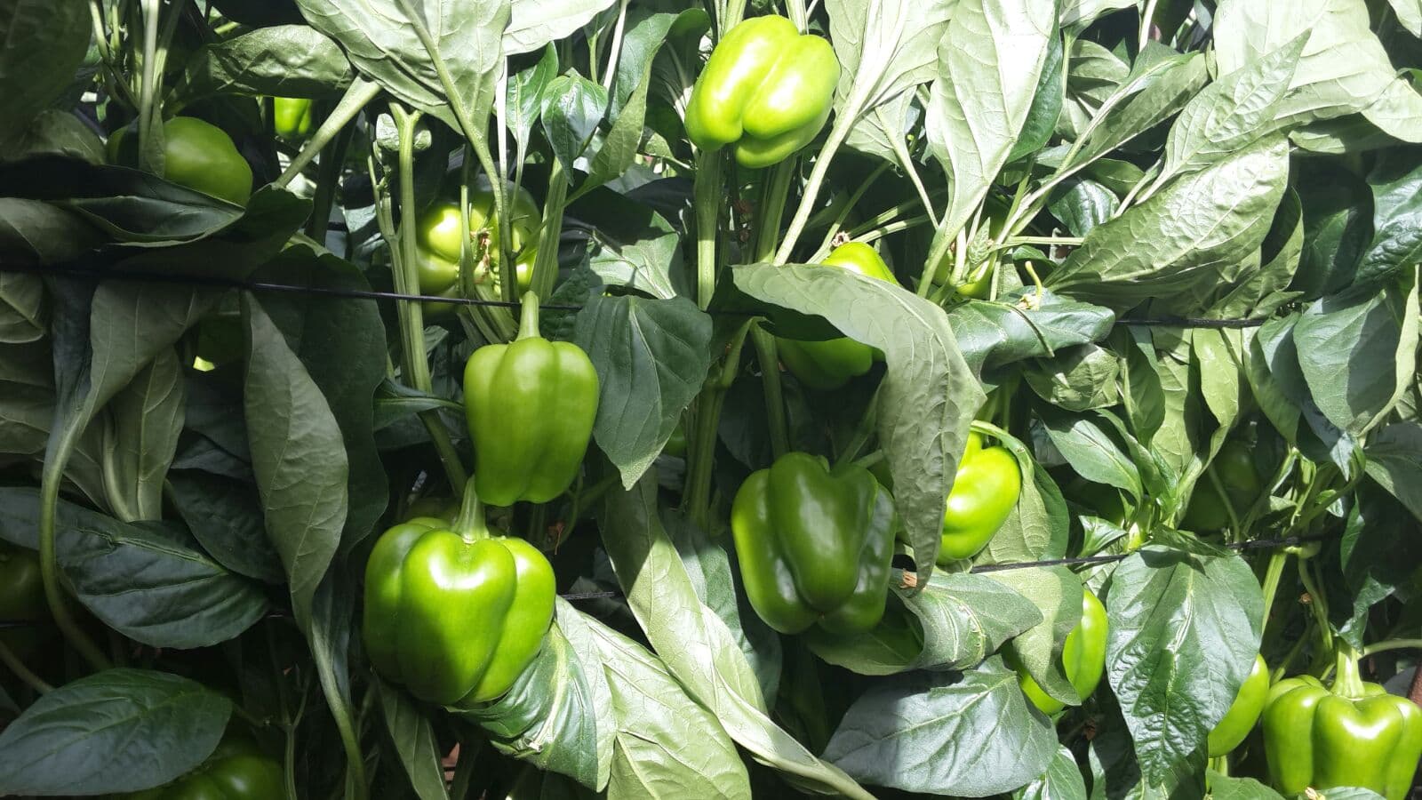 How to achieve maximum Sweet pepper yield