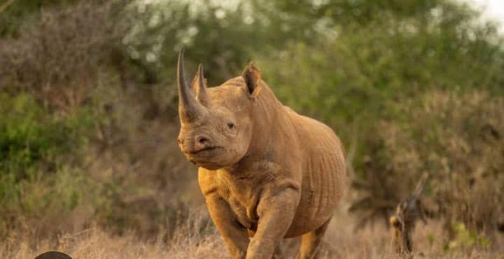 Three jailed for illegally possessing rhino horn