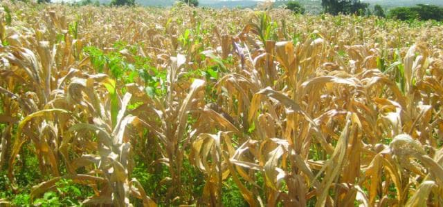 Online portal offers information to control deadly maize disease