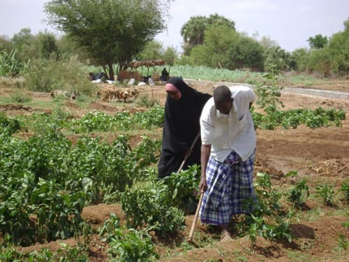 Garissa farmers get smart with new age crops