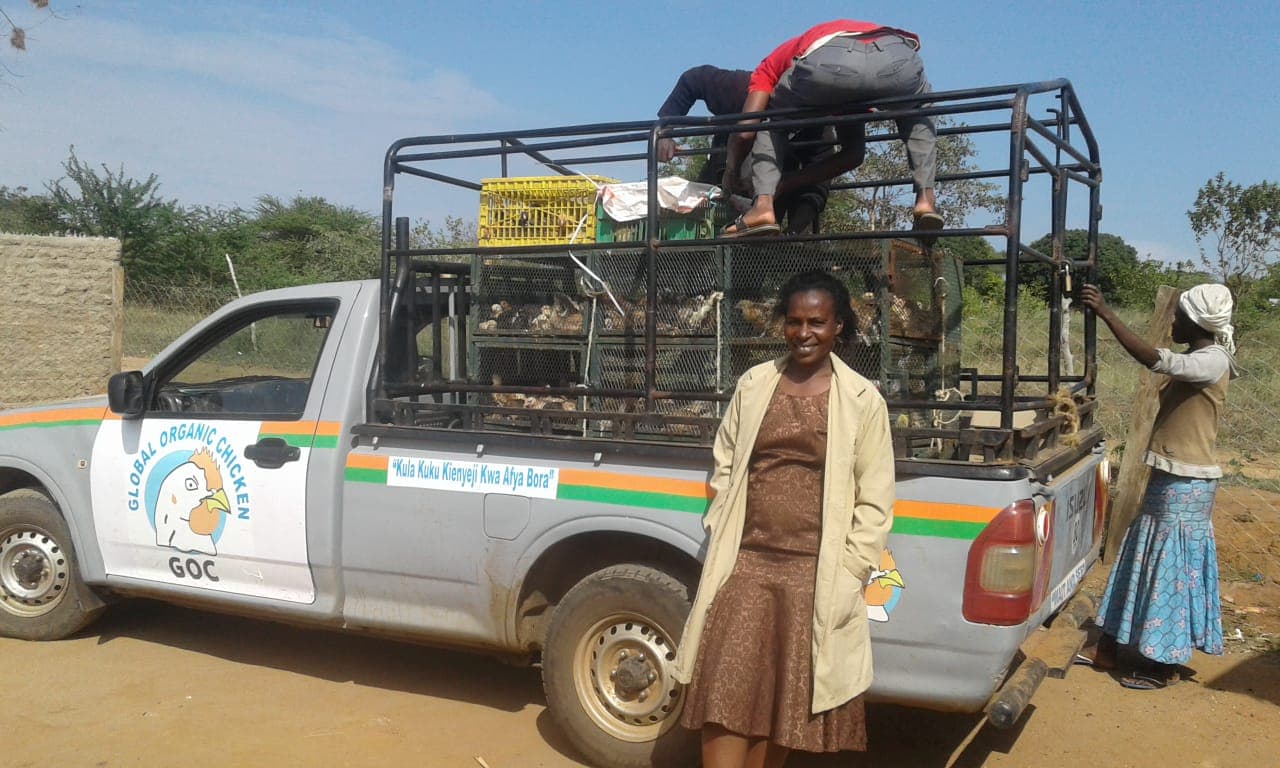 Makueni farmer who swapped kienyeji chicken for Rainbow Rooster excels in poultry farming