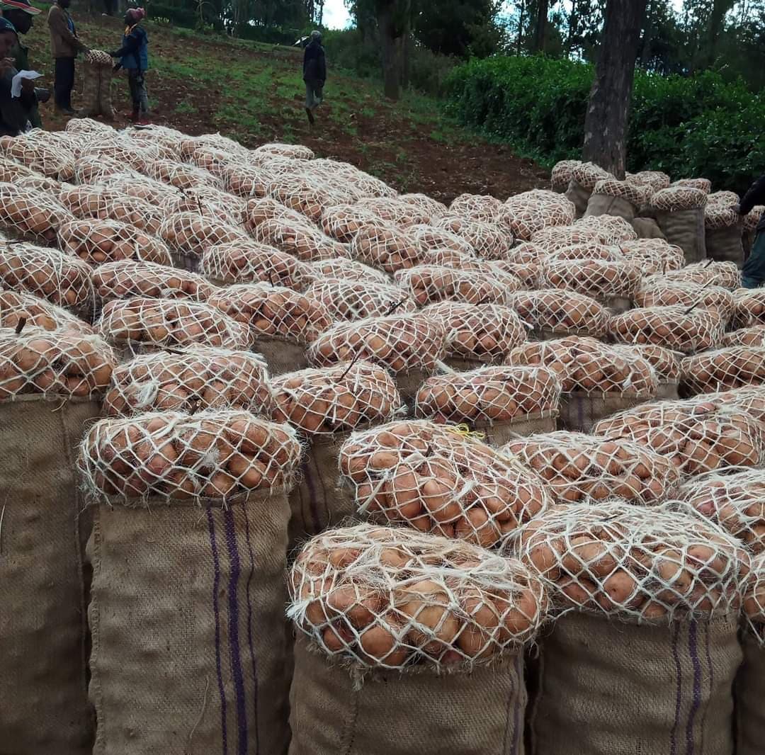 28-year-old Timau farmer provides blueprint for profitable farming