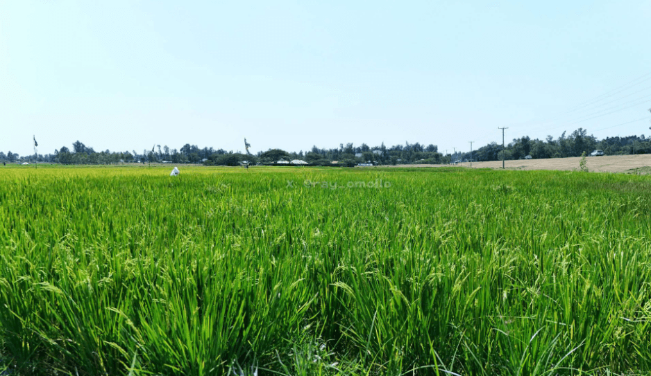 Govt Buys First Harvest From Revived Kimira-Oluch Irrigation Scheme in Homa Bay