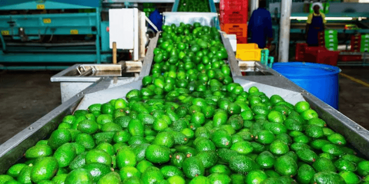 Sasini Puts Avocado Processing Plant on Sale