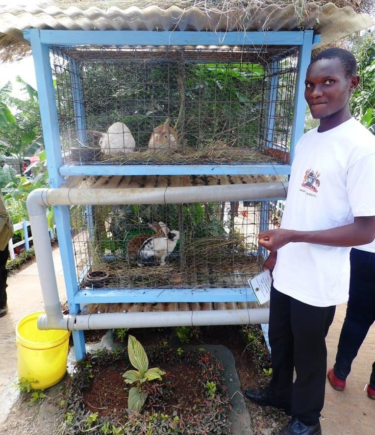 Rabbit urine cuts pesticide and fertiliser costs
