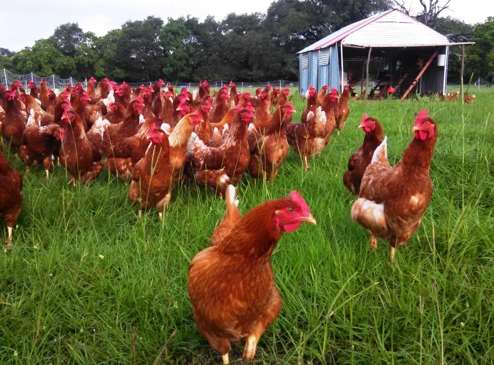 Dual purpose brown chicken gives farmer close to 300 eggs yearly