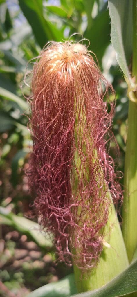 Scientists recommend eating maize hairs to keep off kidney diseases
