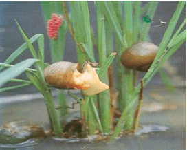 Rice snail cuts farmer incomes 60% endangering Kenya’s food security