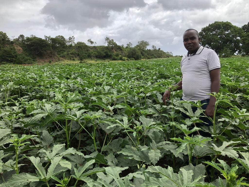 Seed companies launch okra hybrids doubling yields in Kenya