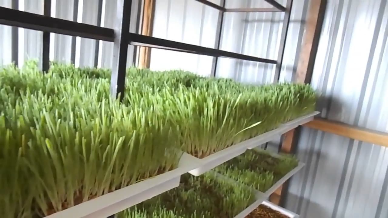 Kitengela poultry farmer reduces cost by 40% with hydroponic feed