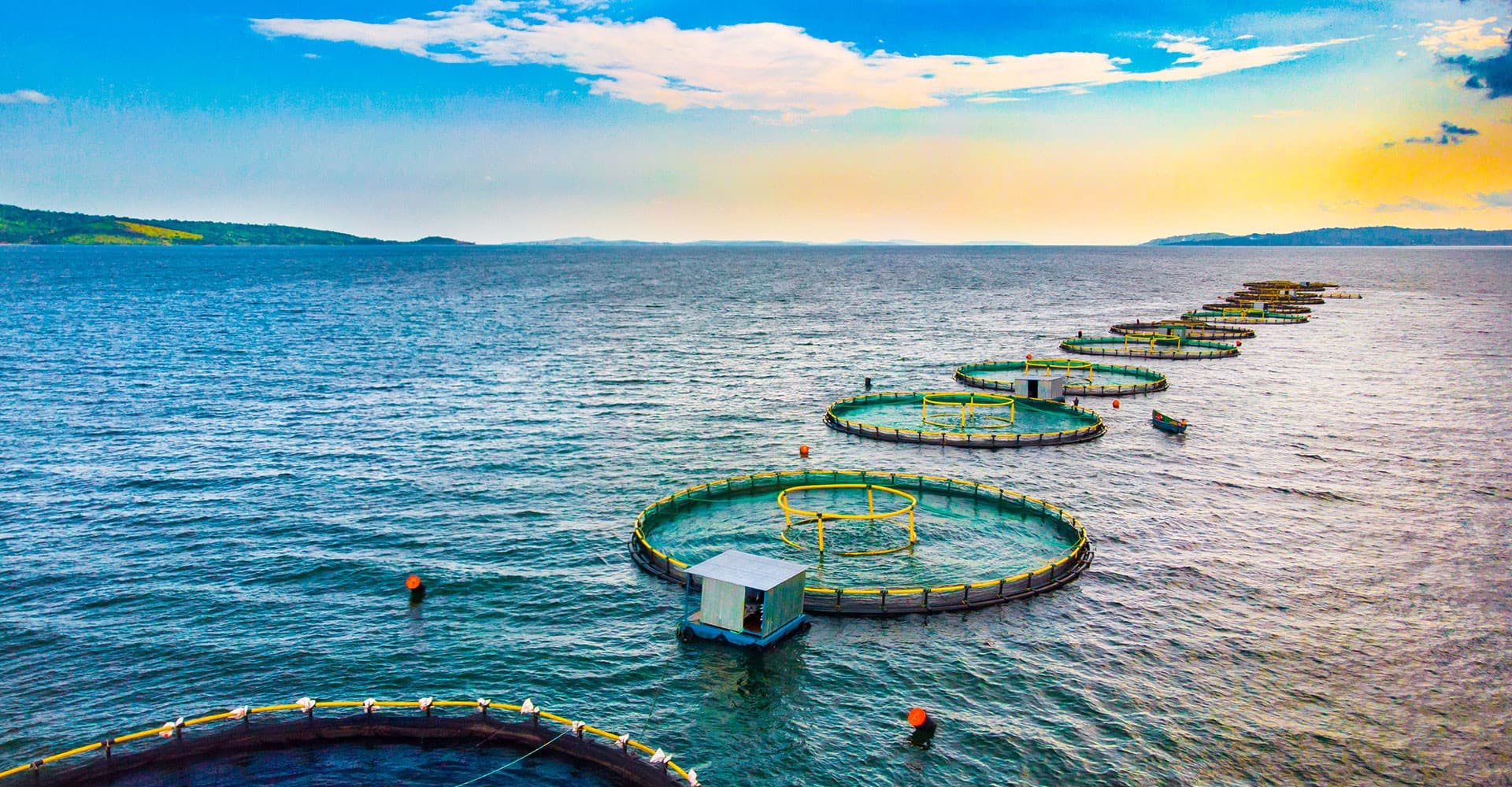 Innovation sees Zambian farm become Africa’s leader in aquaculture