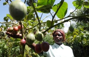 One Tamarillo tree earns farmer Sh2,000 yearly