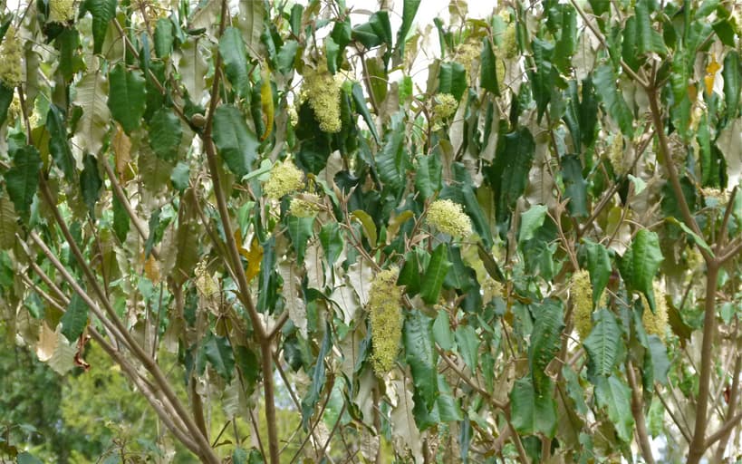 Biofuel manufacturer contracts Laikipia farmers to grow croton trees
