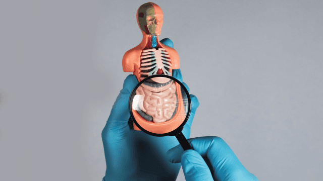 Lifestyle: 6 Ways To Improve Your Gut Health