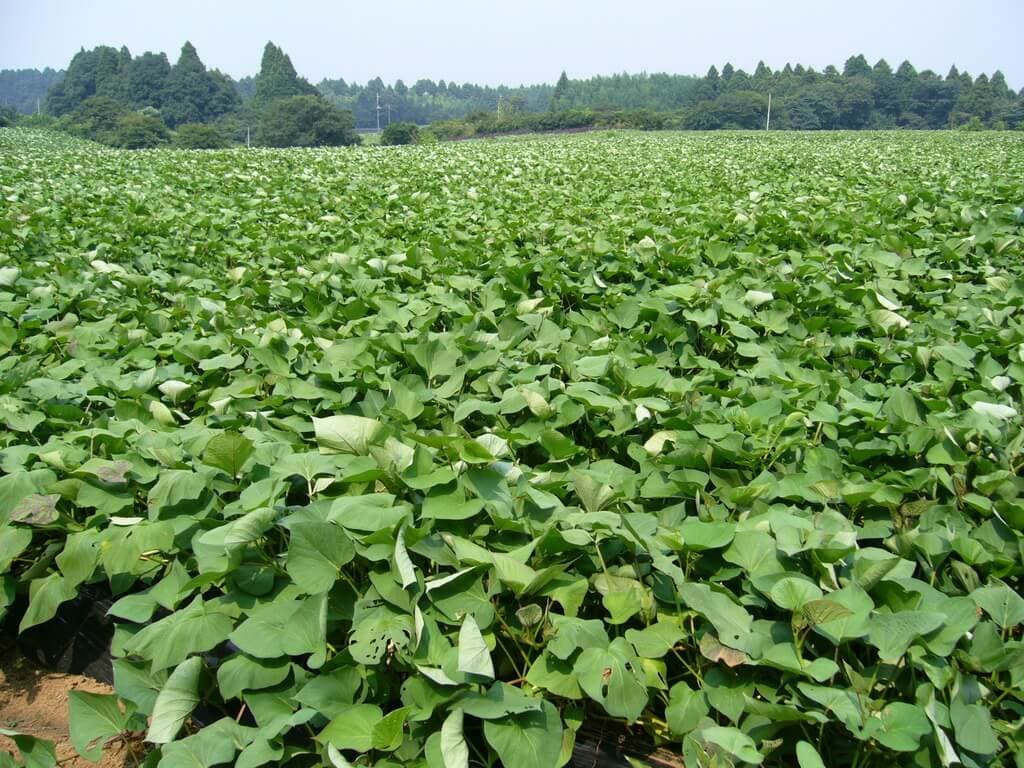Dairy farmers add 1.5L of milk daily with sweet potato vines