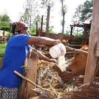 Kuresoi farmer saves Sh6000 monthly by selling milk to a cooperative