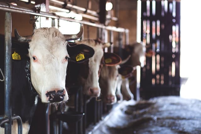 Dairy farmer shares lessons learnt after recovering from near shut-down