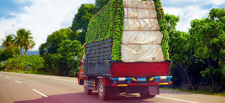 Transport problems slashing Kenyan fresh exports, despite demand in Europe