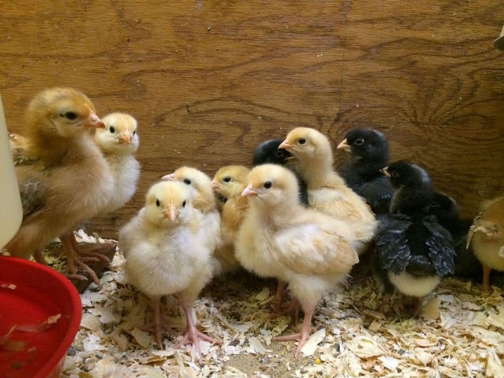 From brooding chicks in her bedroom to Sh80,000 a month mixed farming venture