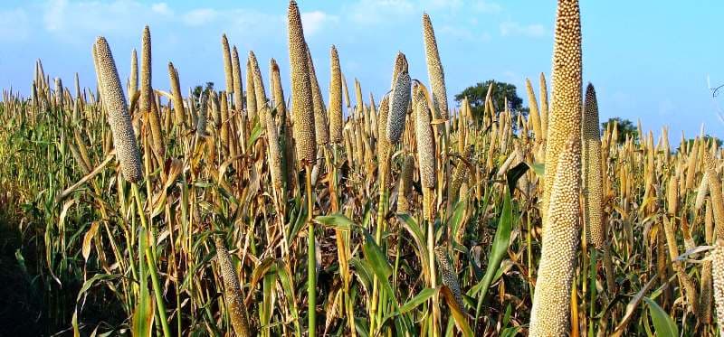 Ugunja farmers double millet income as cooperative selling to miller