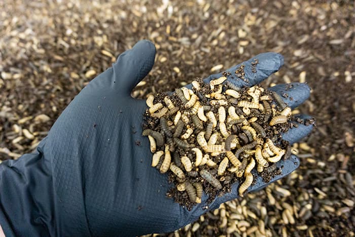 Growing insect protein demand by feed makers provides ready market for farmers