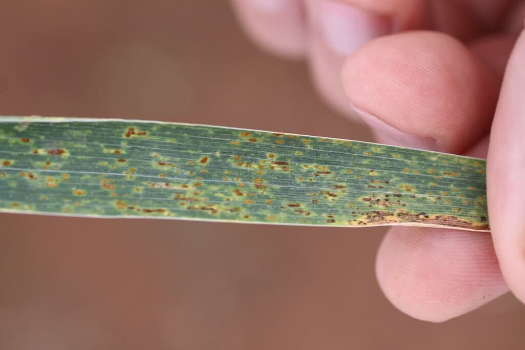 Wheat farmers risk being run out of business as key pesticide is banned in Kenya