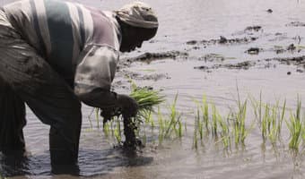 New fertilizer application technology triples yields