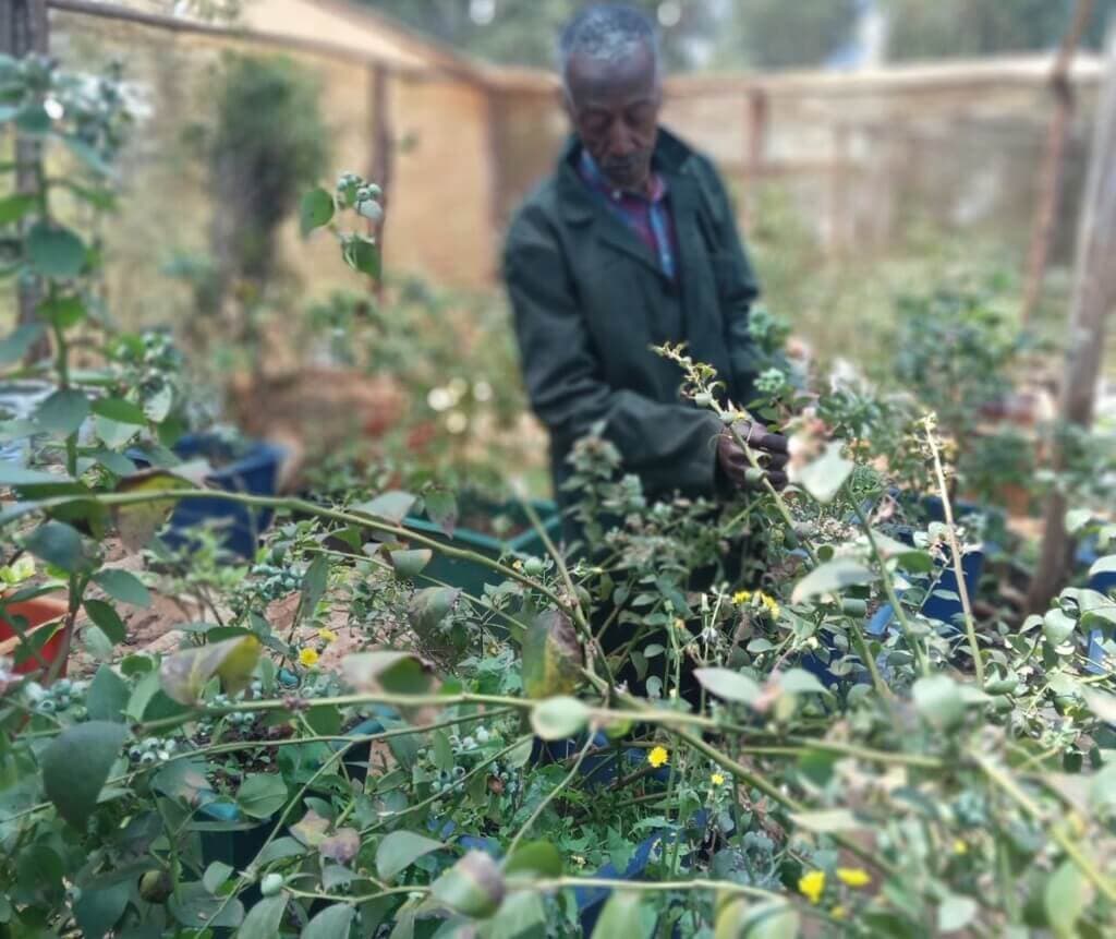The superfruit earning its pioneer farmer Sh2,000 a kilogram