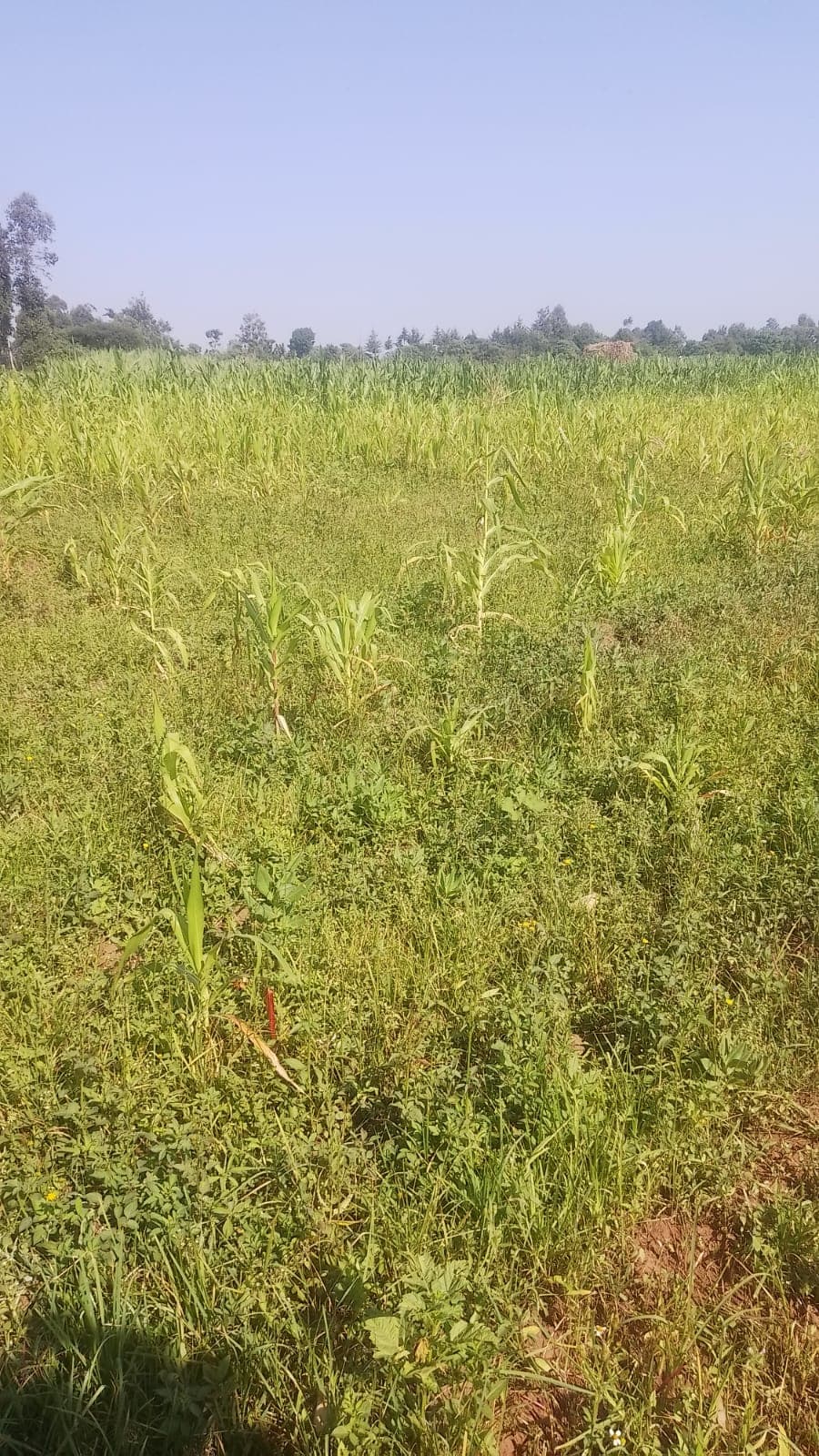 Climate change threatens maize production in Lugari