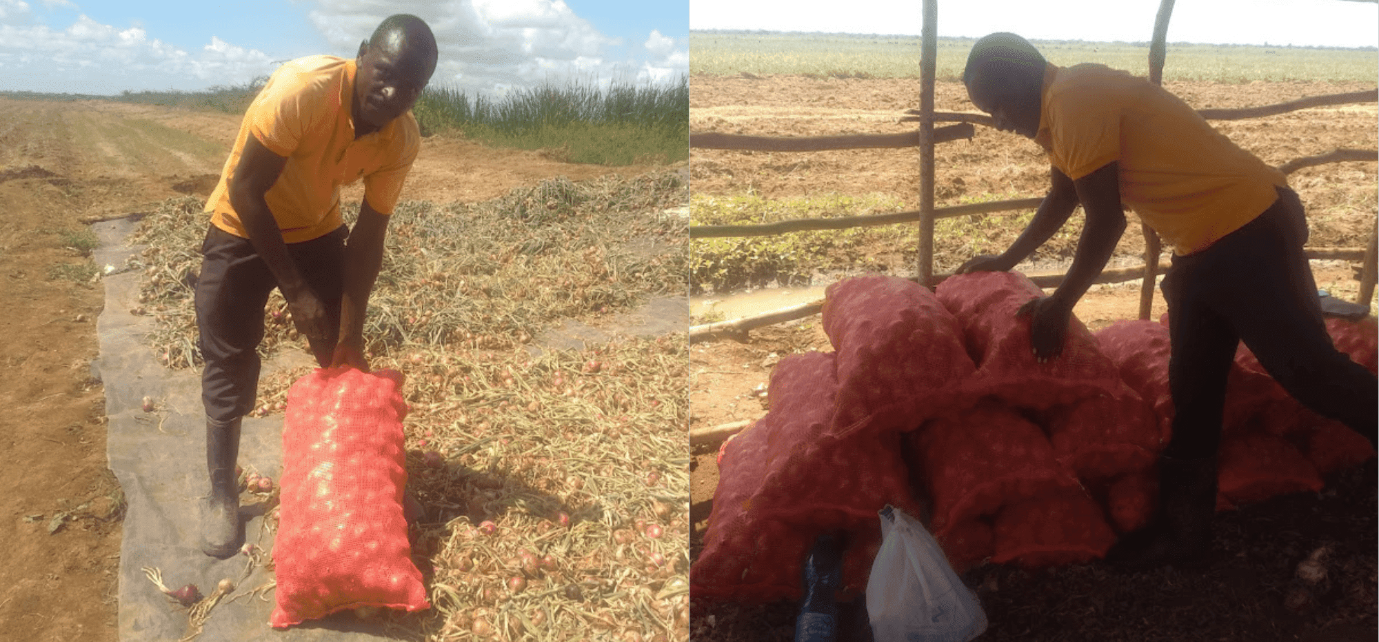 Peter Marwa: Farmer who quit job hunting now making millions from Onion farming