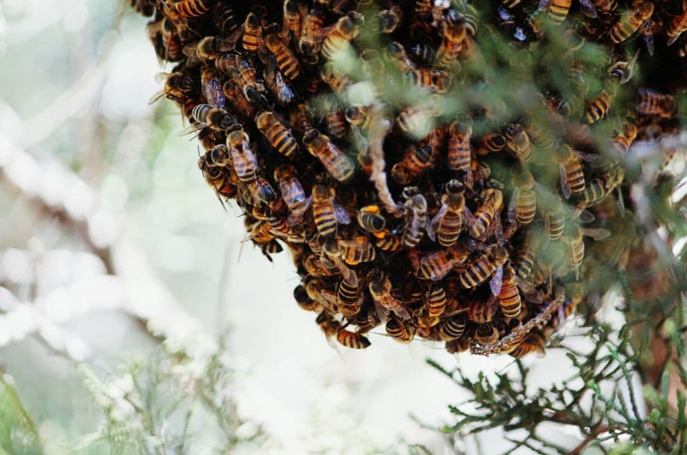 Woman dies after bee attack at Trans Nzoia ADC farm