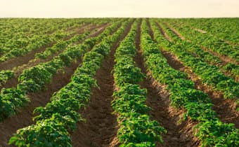 Sossi cultivation boom births unique value addition ventures