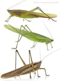 JKUAT researchers discover edible grasshopper that can help farmers grow income
