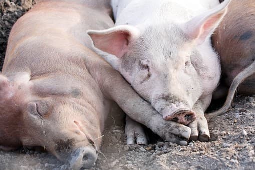 How to control deadly pig disease