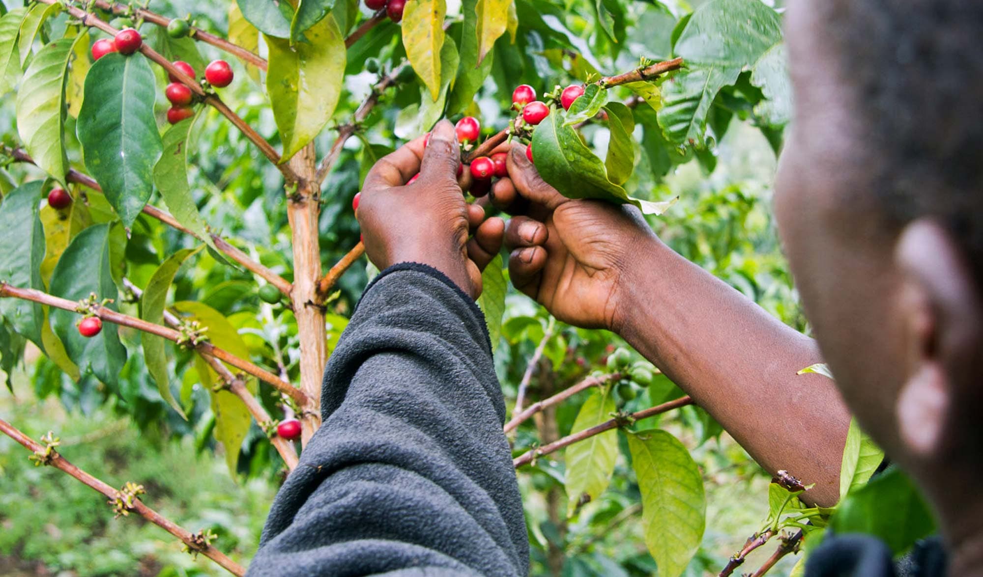 Coffee production sinks on climate bumps and pesticide bans
