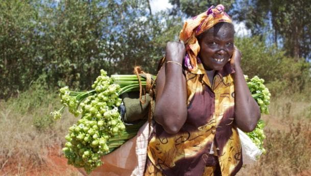 Nyandarua farmers growing popular flowers for export